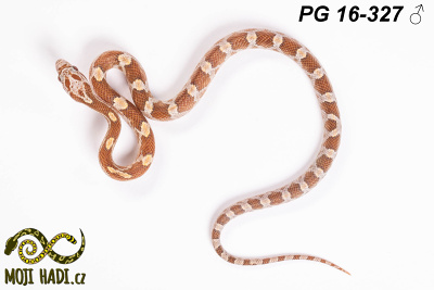 hadi na prodej, mládě, český chov hadů, odchov hadů, mojihadi.cz, Pantherophis guttatus, corn snakes, užovka červená, Diffused Hypo